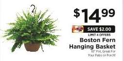 Boston Fern Hanging Basket