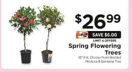 Spring Flowering Trees