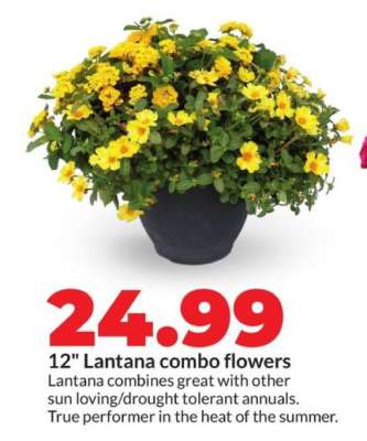 12" Lantana combo flowers