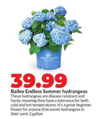 Bailey Endless Summer hydrangeas