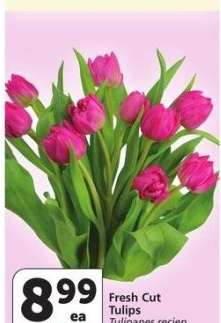 Fresh Cut Tulips