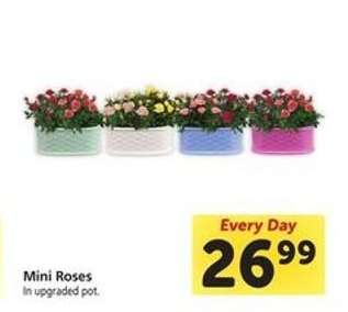 Mini Roses