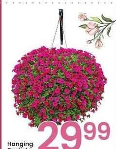 Hanging Baskets