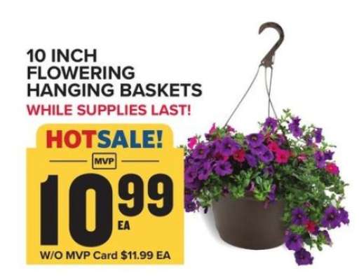 10 Inch Flowering Hanging Baskets