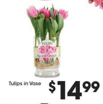 Tulips in Vase