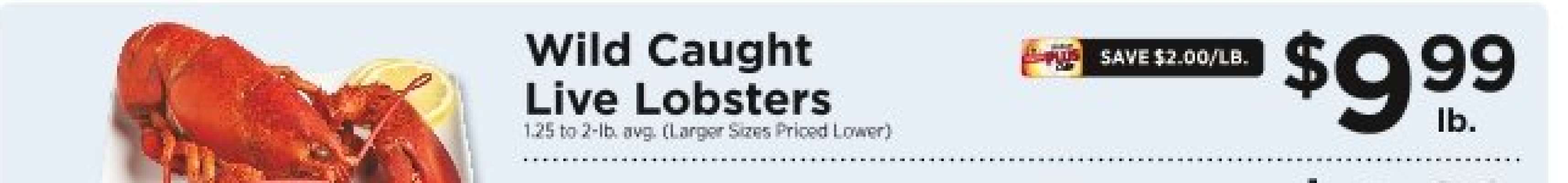 Wild Caught Live Lobsters