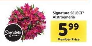 Signature Select Alstroemeria