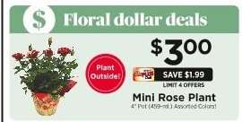 Mini Rose Plant