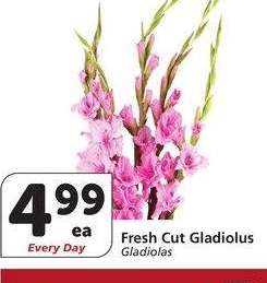 Fresh Cut Gladiolus