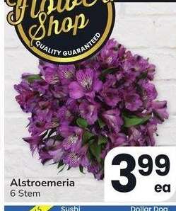 Alstroemeria - 6 Stem