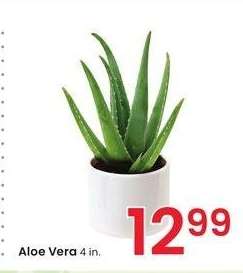 Aloe Vera - 4 in.