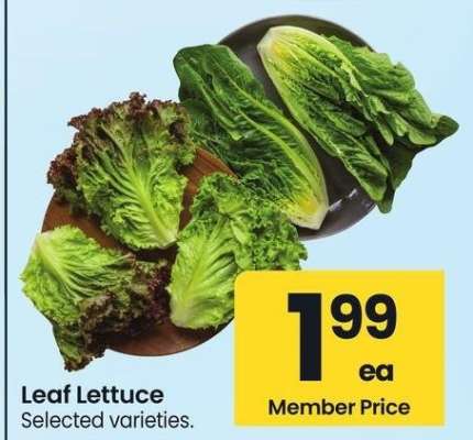 Leaf Lettuce - Selected varieties.