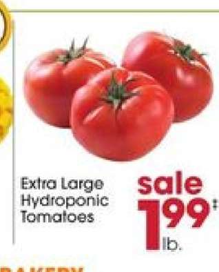 Extra Large Hydroponic Tomatoes
