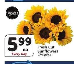 Fresh Cut Sunflowers