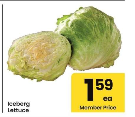 Iceberg Lettuce