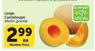 Large Cantaloupe