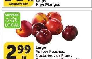 Large Yellow Peaches, Nectarines or Plums