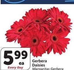 Gerbera Daisies
