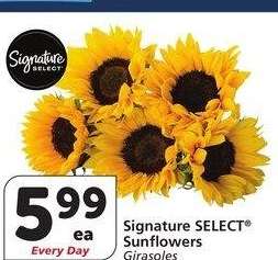 Signature SELECT® Sunflowers