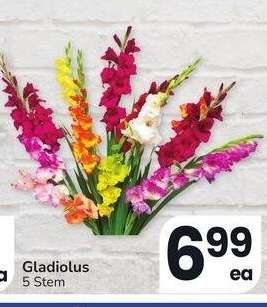 GLADIOLUS - 5 Stem