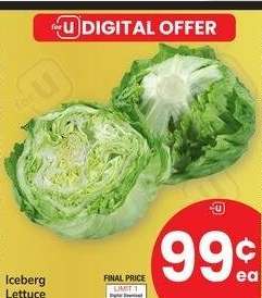 Iceberg Lettuce