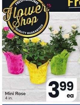 Mini Rose - 4 in.