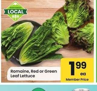 Romaine, Red or Green Leaf Lettuce
