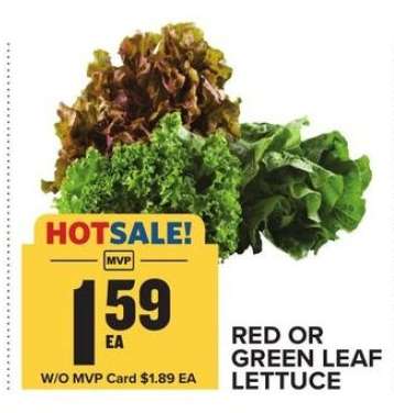 Red or Green Leaf Lettuce