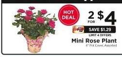 Mini Rose Plant