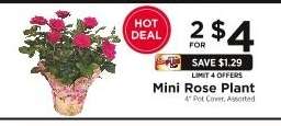 Mini Rose Plant