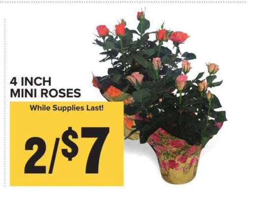 4 Inch Mini Roses