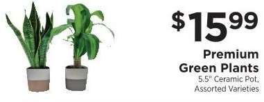 Premium Green Plants