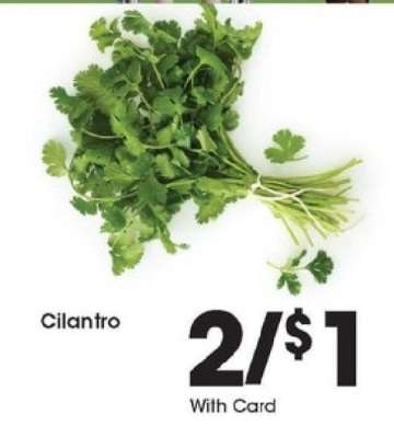 Cilantro