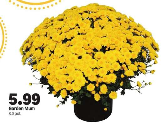 Garden Mum
