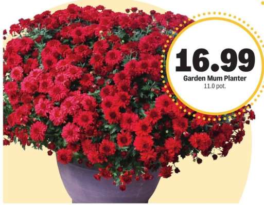 Garden Mum Planter