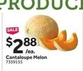 Cantaloupe Melon