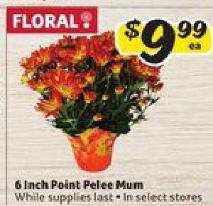 6 Inch Point Pelee Mum