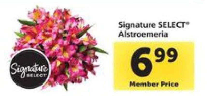 Signature Select Alstroemeria