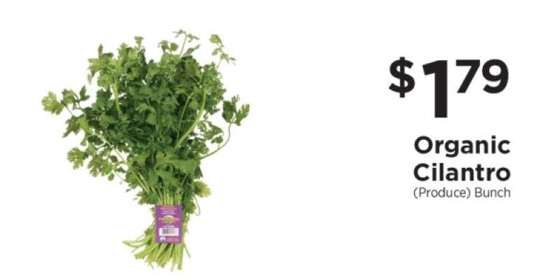 Organic Cilantro