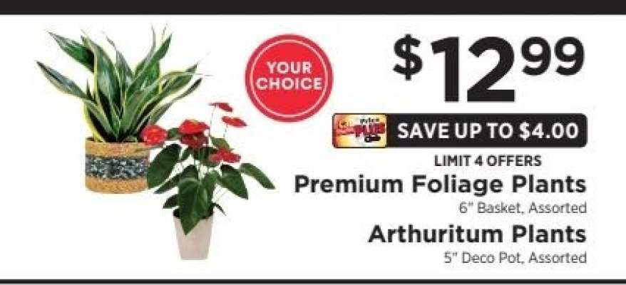 Premium Foliage Plants or Arthuritum Plants