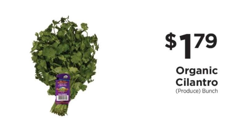 Organic Cilantro