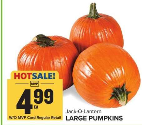 Jack-O-Lantern Large Pumpkins