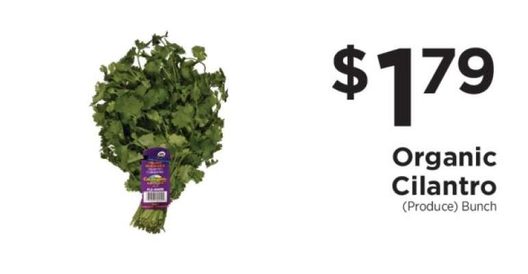 Organic Cilantro