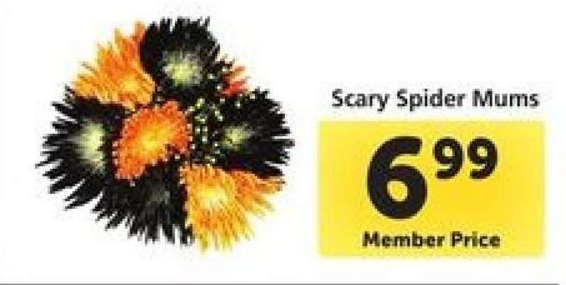 Scary Spider Mums