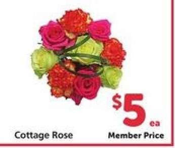 Cottage Rose
