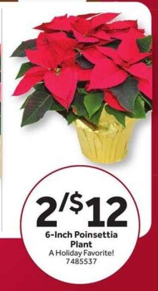 6-Inch Poinsettia Plant