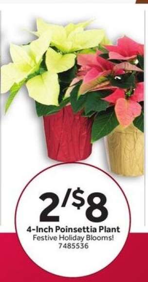 4-Inch Poinsettia Plant