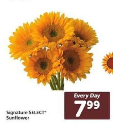Signature SELECT Sunflower