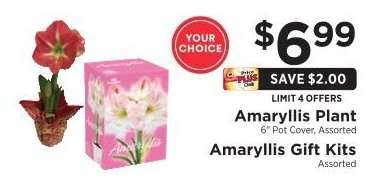 Amaryllis Plant or Amaryllis Gift Kits