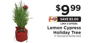 Lemon Cypress Holiday Tree